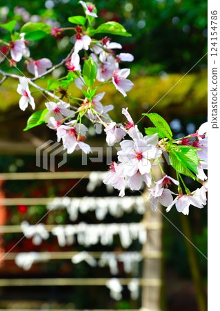 Cherry blossoms and fortune-telling slips at Otohoji Temple (Niigata Prefecture) 124154786