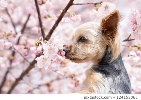 河津櫻花與約克夏犬 124155065