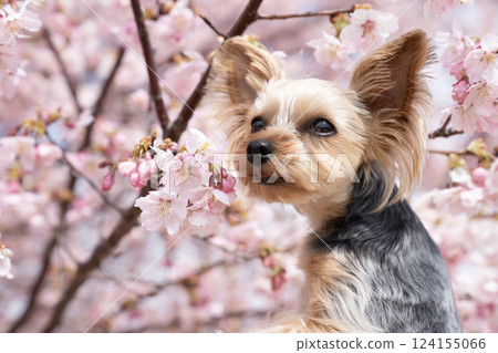 河津櫻花與約克夏犬 124155066
