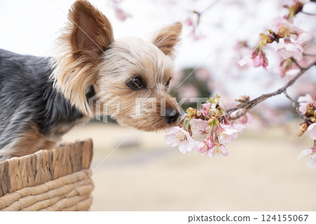 河津櫻花與約克夏犬 河津櫻花與約克夏犬 124155067