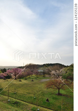 大峰山櫻花公園(新潟縣) 大峰山櫻花公園(新潟縣) 124155139