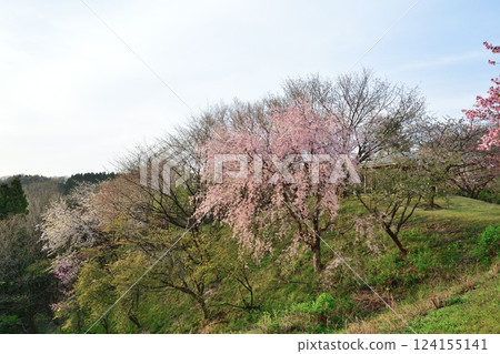 大峰山櫻花公園（新潟縣） 124155141