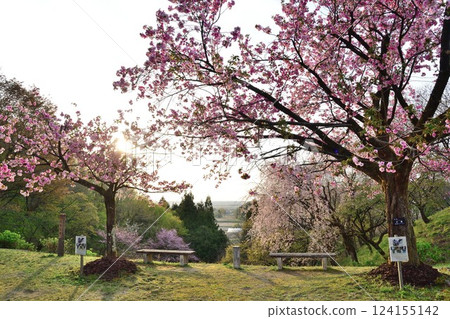Omineyama Sakura Park (Niigata Prefecture) 124155142