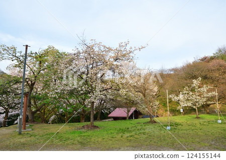 Omineyama Sakura Park (Niigata Prefecture) 124155144