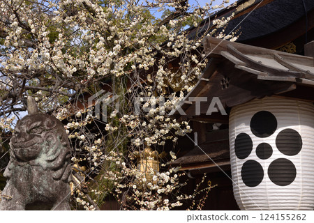北野天滿宮三光門附近的白梅花(京都市上京區) 北野天滿宮三光門附近的白梅花(京都市上京區) 124155262