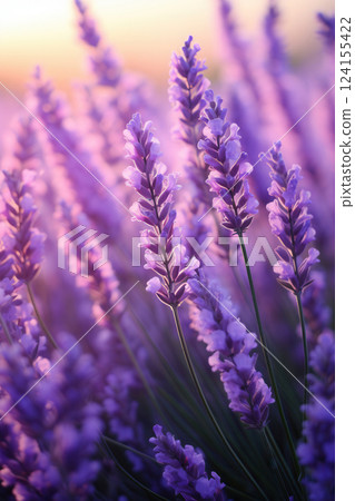 AI generated Lavender flowers blooming in a field at sunset 124155422