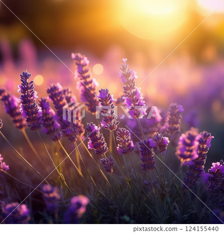 AI generated Lavender flowers blooming in a field at sunset 124155440