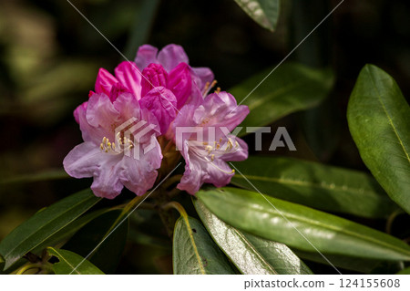 春季花卉:杜鵑花 春季花卉:杜鵑花 124155608