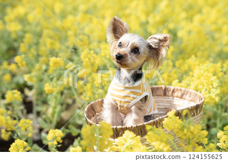 油菜花田和約克夏犬 油菜花田和約克夏犬 124155625