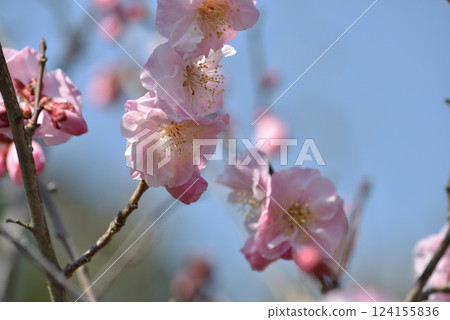 Zuishin-in Temple: Ono Plum Garden, a scenic spot with plum blossoms (Yamashina Ward, Kyoto City) 124155836