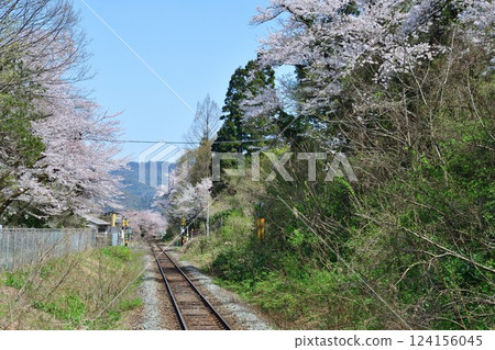 札幌站的櫻花(新潟縣) 札幌站的櫻花(新潟縣) 124156045
