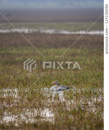 Greylag goose or Anser anser at keoladeo national park or bharatpur bird sanctuary rajasthan india asia bird in open grassland with shallow water or wetland during winter season migration Greylag goose or Anser anser at keoladeo national park or bharatpur bird sanctuary rajasthan india asia bird in open grassland with shallow water or wetland during winter season migration 124156098