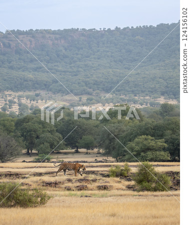 wild male bengal tiger or panthera tigris walking territory stroll in open field and in background Aravalli or Aravali hill mountain Range in safari at ranthambore national park forest rajasthan india wild male bengal tiger or panthera tigris walking territory stroll in open field and in background Aravalli or Aravali hill mountain Range in safari at ranthambore national park forest rajasthan india 124156102