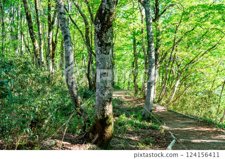 Takashimizu Trail in early summer: Fresh green trail 3, Kagamino-cho, Tomata-gun, Okayama Prefecture Takashimizu Trail in early summer: Fresh green trail 3, Kagamino-cho, Tomata-gun, Okayama Prefecture 124156411