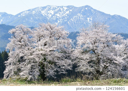 Kuroiwa's couple couple (Niigata) Kuroiwa's couple couple (Niigata) 124156601