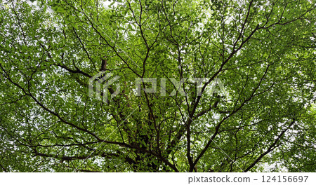 Ivory coast almond or Black afara tree Green leaves in the garden 124156697