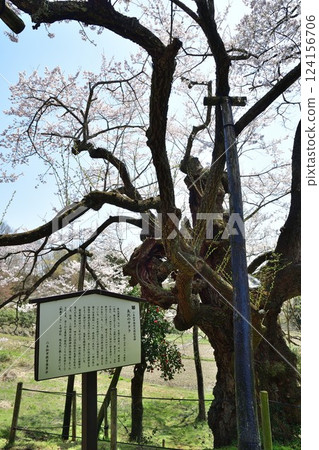 Nagasawa Cherry Blossoms (Fukushima Prefecture) 124156706