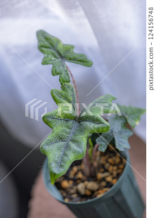 Houseplant Alocasia Jaclyn Houseplant Alocasia Jaclyn 124156748