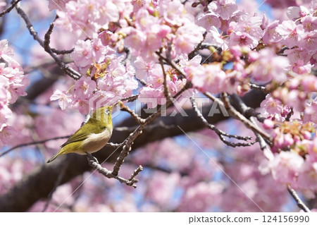Kawazu cherry blossoms in full bloom and beautiful Japanese white-eyes in spring 124156990