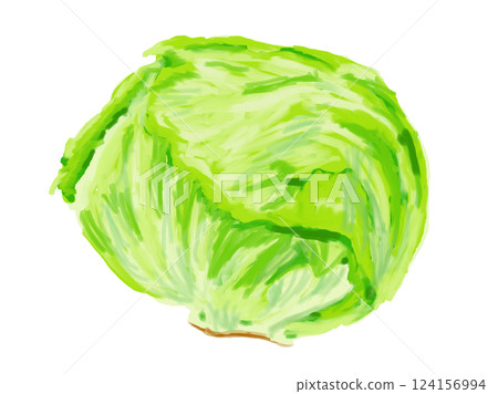 Hand-drawn whole lettuce Hand-drawn whole lettuce 124156994