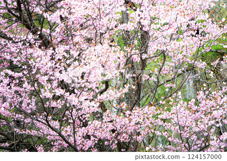 野櫻花在無人涉足的深山裡靜靜地生長。 野櫻花在無人涉足的深山裡靜靜地生長。 124157000