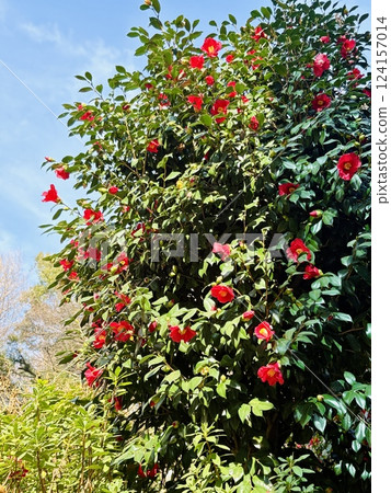 紅山茶花 紅山茶花 124157014