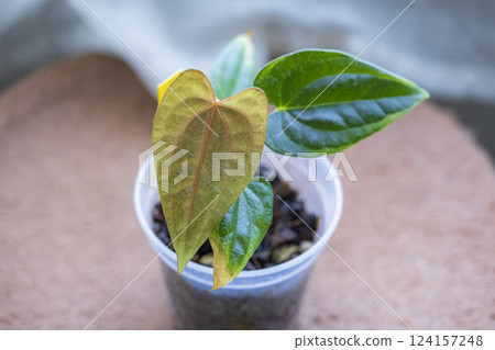 稀有室內植物:紅掌雜交種 稀有室內植物:紅掌雜交種 124157248