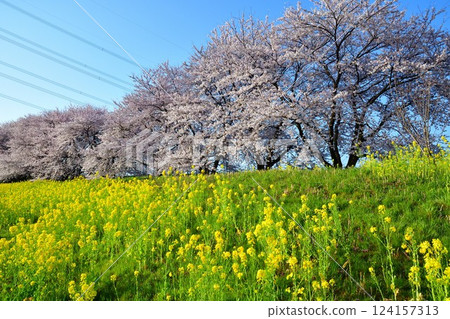 Cherry blossoms at Kajigawa Riverside Park (Niigata Prefecture) 124157313