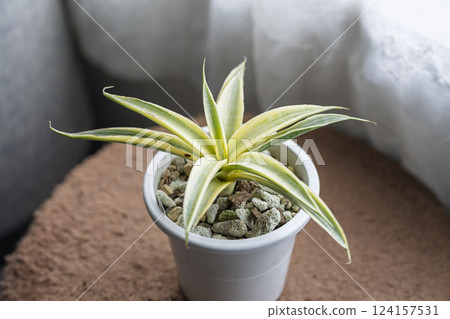 Beautiful variegated sansevieria Beautiful variegated sansevieria 124157531
