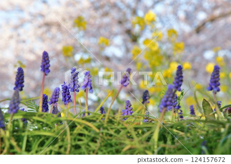 梶川防洪公園的櫻花（新潟縣） 124157672