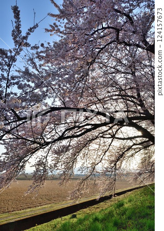 梶川防洪公園的櫻花（新潟縣） 124157673
