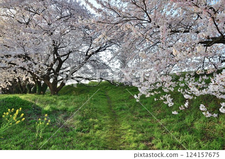 Cherry blossoms at Kajigawa Riverside Park (Niigata Prefecture) 124157675