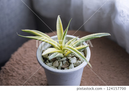 Yellow variegated Sansevieria Siam Gold 124157700