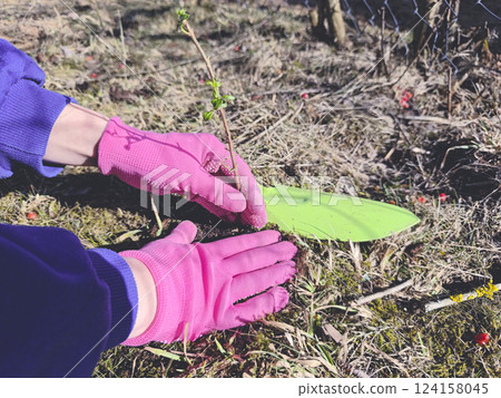 Gardening planting gloves. Spring planting of plants in the garden  124158045