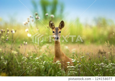 Roe deer in tall grass 124158077