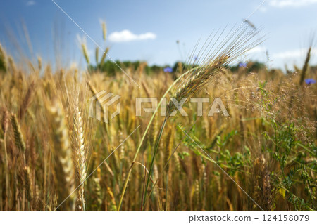 Close-up of ears of grain in a field 124158079