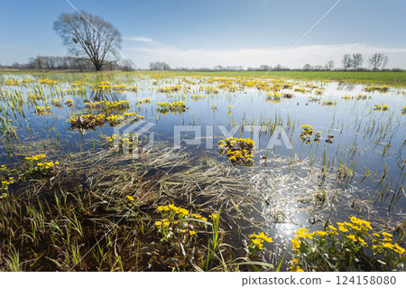 A spring meadow flooded with water, marsh marigolds and sunshine A spring meadow flooded with water, marsh marigolds and sunshine 124158080