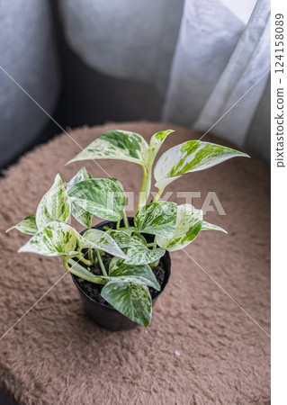 Variegated Pothos Variegated Pothos 124158089