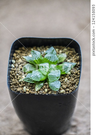 Beautiful succulent plant, Haworthia 124158093