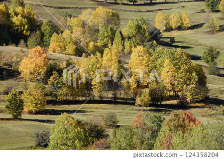Footage of a forest full of trees decorated with autumn colors. Footage of a forest full of trees decorated with autumn colors. 124158204