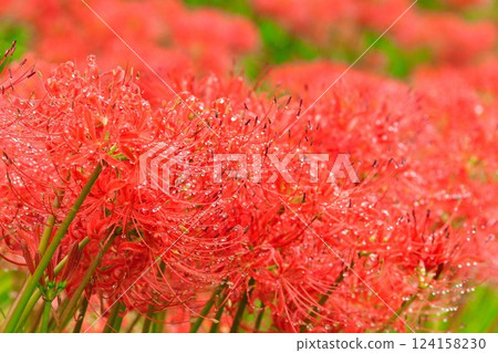 Cluster amaryllis (Niigata Prefecture) Cluster amaryllis (Niigata Prefecture) 124158230
