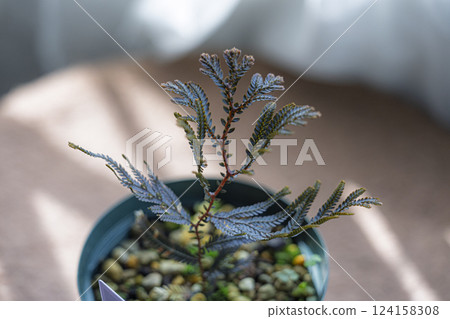 A rare fern, Selaginella 124158308