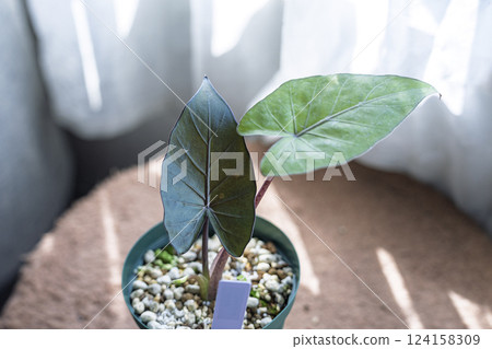 Alocasia: A rare ornamental plant 124158309