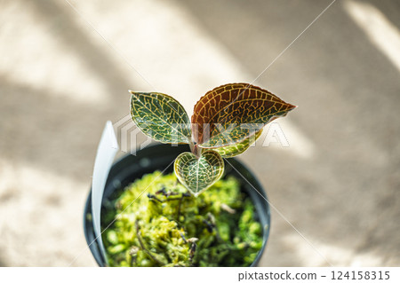 Beautiful veins of jewel orchid Beautiful veins of jewel orchid 124158315