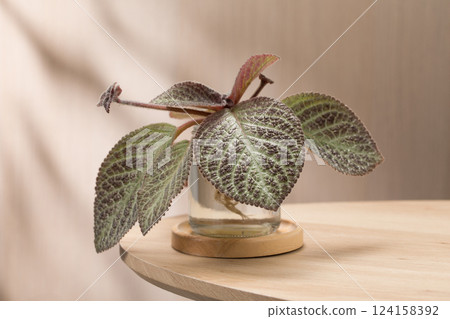 An Episcia plant thrives in a glass bottle, showcasing its vibrant leaves. 124158392