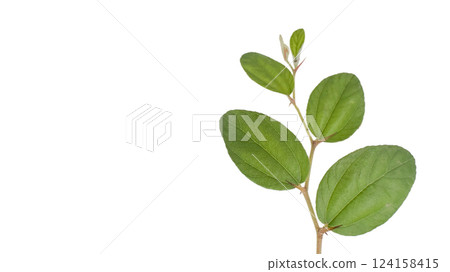 Cut out jujube tree top on a white background, representing growth, resilience, and natural beauty. 124158415