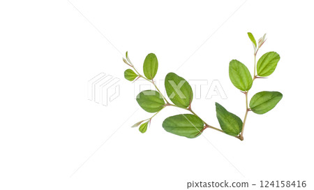 Cut out jujube tree top on a white background, representing growth, resilience, and natural beauty. 124158416