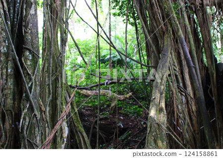 Monkey Forest Ubud Bali, Indonesia 124158861