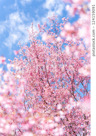 Early-blooming Kanhi cherry blossoms stand out against the blue sky 124159091