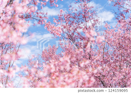Early-blooming Kanhi cherry blossoms stand out against the blue sky 124159095